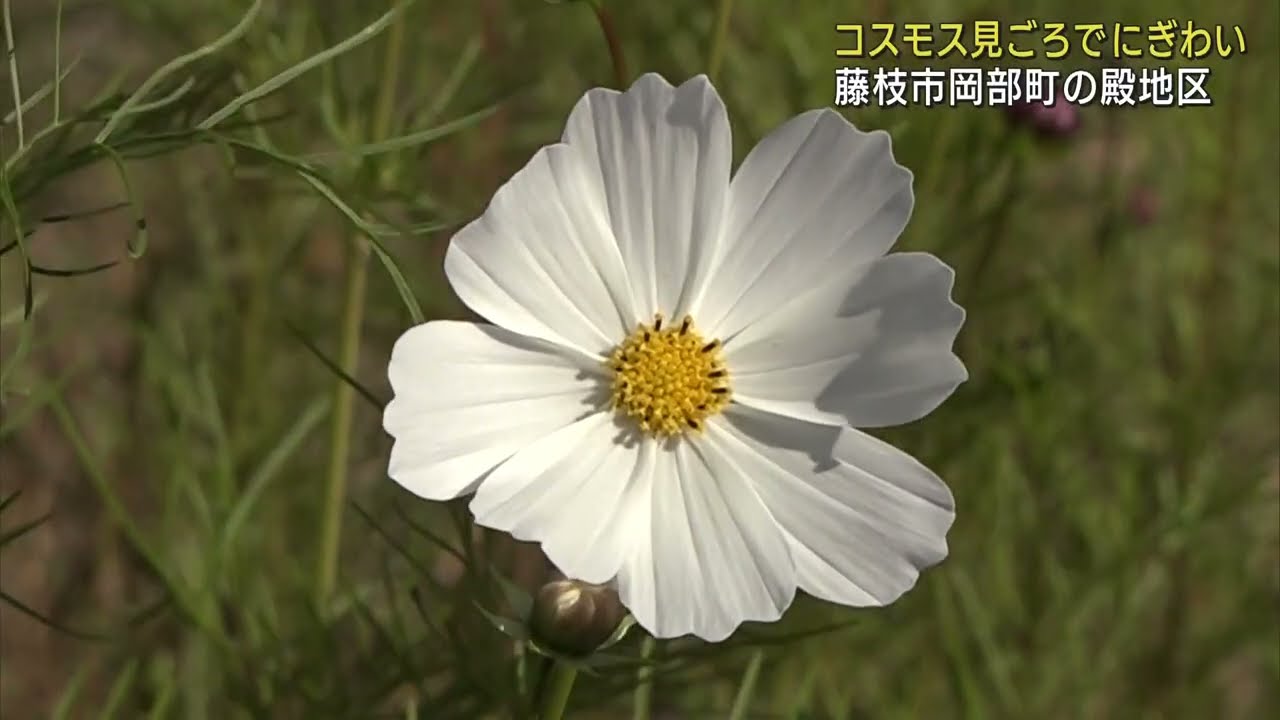 休耕田のコスモスが見ごろ…2010年には静岡県景観賞を受賞 藤枝市