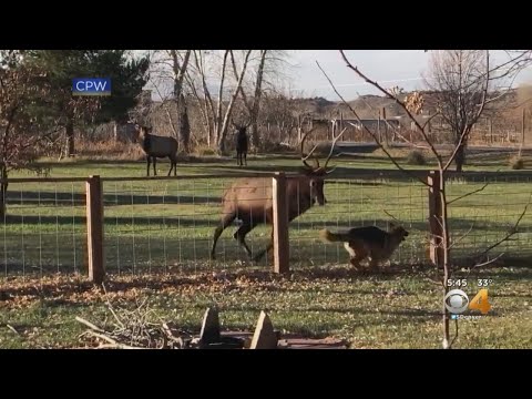 Dog And Elk Play Together On Opposite Sides Of Fence In Colorado