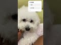 #狗狗#狗#比熊#比熊犬
