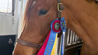 Famous Special Sage | Exceptional Dutch Warmblood Gelding Profile