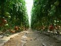 Cultivo de Tomate Orgánico - TvAgro por Juan Gonzalo Angel