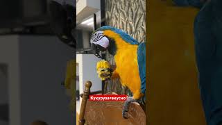 Кукуруза 🌽 #bird #macaw #parrot #animal corn