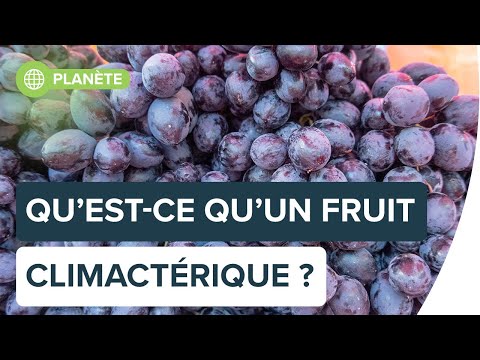 Pourquoi certains fruits mûrissent et d€autres pas ? | Futura