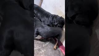 Gatner To Create A Dog Miracle 19