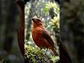 HIDDEN CAM: POV Captures an "Extinct" Hawaiian Bird Singing in the Wild!