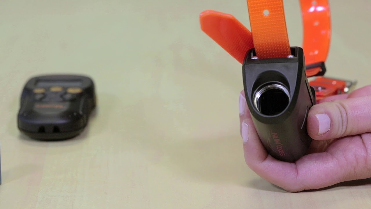 Tutoriel video gamme dressage Canicom 5 NUMAXES