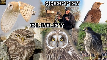 What A Day! 3 UK Owl Species, 4 Raptors, Winter Visitors, and Dozens More Other Species
