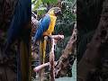 Macaw Parrot behavior: Forms lifelong Relationship