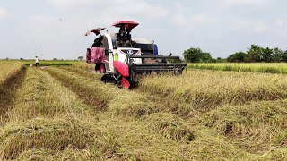 Farm Harvesting By Tractor Kubota in beautiful golden rice farm [4K Video] #750 - CAM FARM