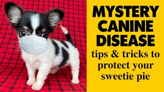 Mystery Dog Illness, What is it? and What can we do to Avoid it? | Sweetie Pie Pets by Kelly Swift by Sweetie Pie Pets 911 views 5 months ago 6 minutes, 8 seconds