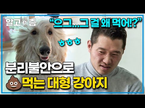 분리불안이 심한 반려견에게 주어진 맞춤 교육법 그리고 분리불안이 있는 반려견을 키우는 보호자에게 꼭 전하고 싶다던 강형욱 <strong>훈련사의</strong> 메시지ㅣ세상에 나쁜 개는 없다 l 알고e즘