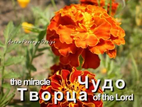 ПРОСТЫЕ Летние цветы для клумб beautiful flowers сад и огород