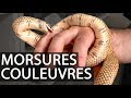 Morsures de couleuvres - Prédation et défense