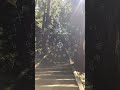 【言靈】呼ばれないとたどり着けない「サムハラ神社奥の宮」　カタカムナウタヒ5首　#カタカムナ #サムハラ神社