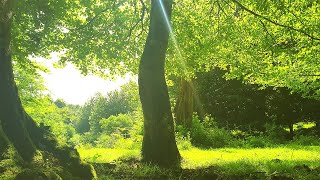 Relaxing Nature Ambience Meditation 🌳 Healing SPRING Sounds in a MAGICAL FOREST on a Sunny Morning#2