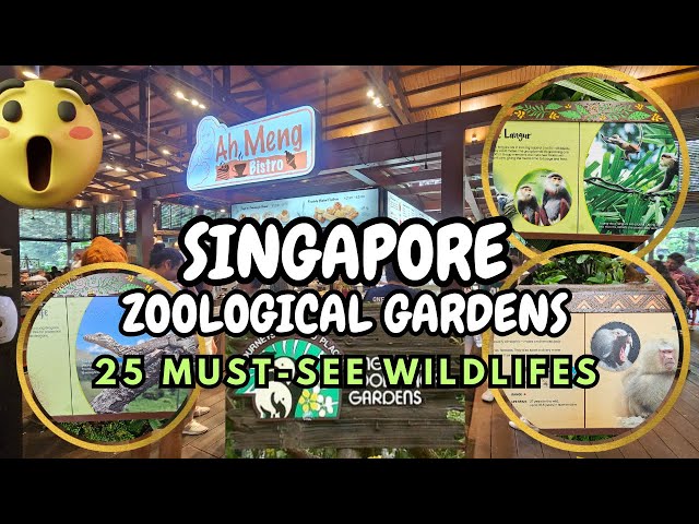 Best 25 Must-See Wildlife at Singapore Zoo | World’s Best Rainforest Zoo 2024 class=