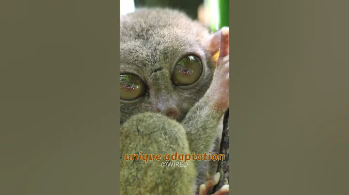 Tarsiers look like Baby Yoda!