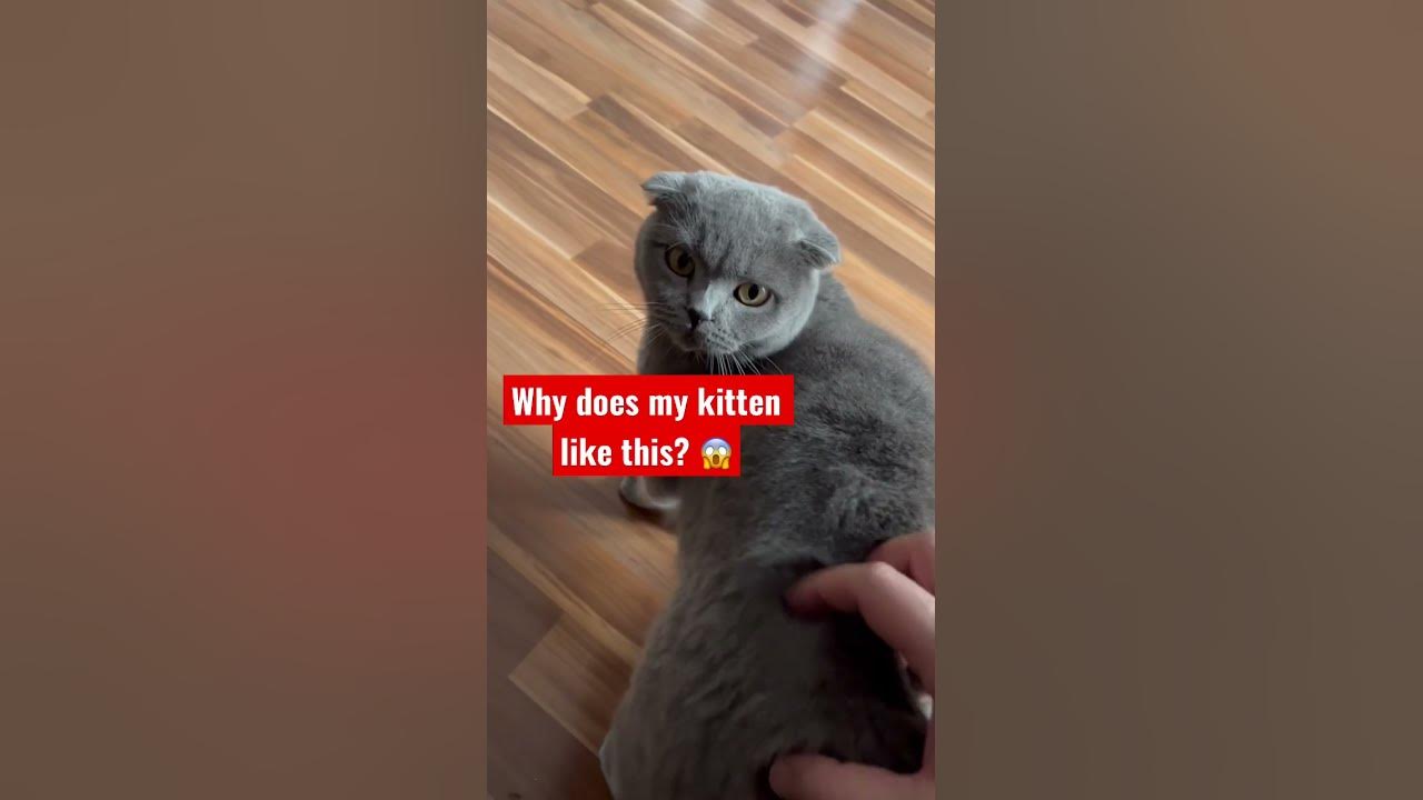 Why does my kitten like this? 😍 - YouTube