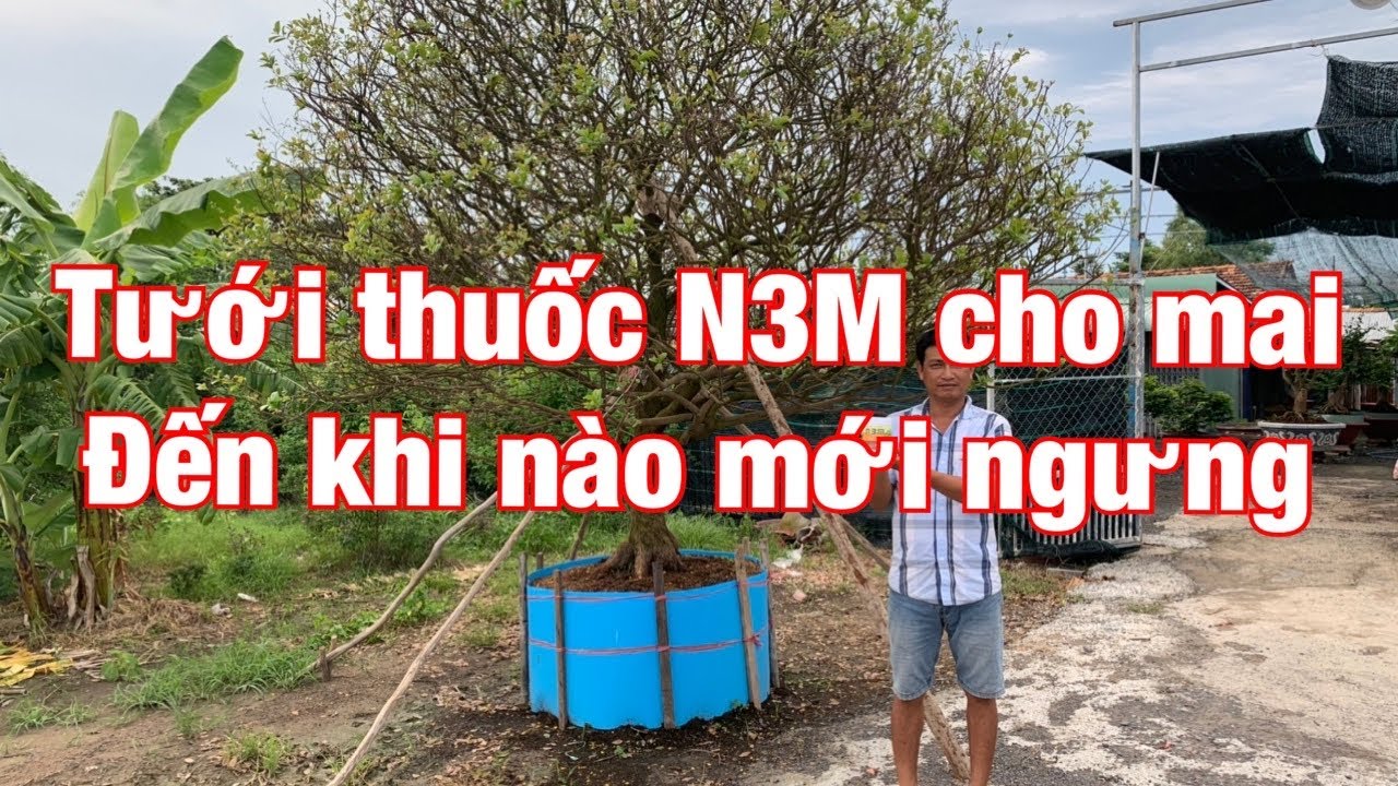 Tưới thuốc N3M cho mai đến khi nào mới ngưng 20-7-2020