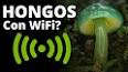 El fascinante mundo de los hongos: una exploración de reinos ocultos ile ilgili video