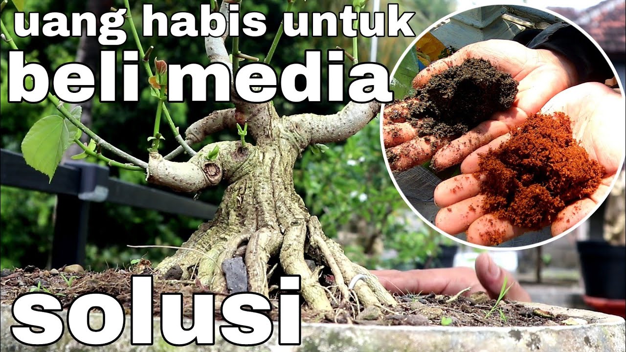 Media Tanam Bonsai Pengganti Pasir Malang