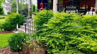 Mid-Summer Garden Tour and the Caladiums are coming up!!