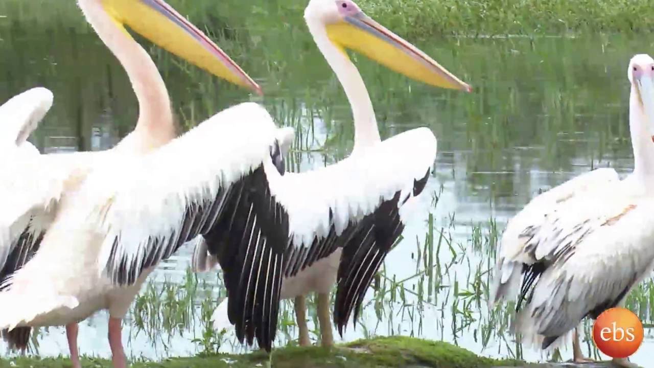 Meskel Celebration in Ziway