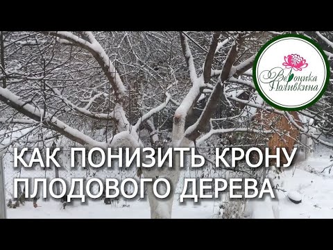 КАК ПОНИЗИТЬ ВЫСОТУ ПЛОДОВЫХ ДЕРЕВЬЕВ