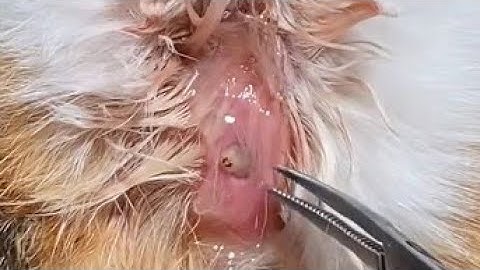 Removing Botfly Larvae From A Cat