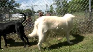 Murray-Calloway Animal Shelter - Rio