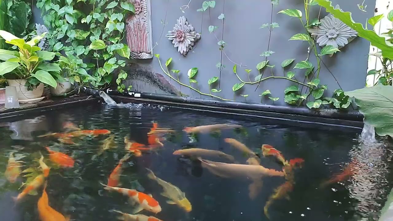kolam koi minimalis setelah 8 bulan runing