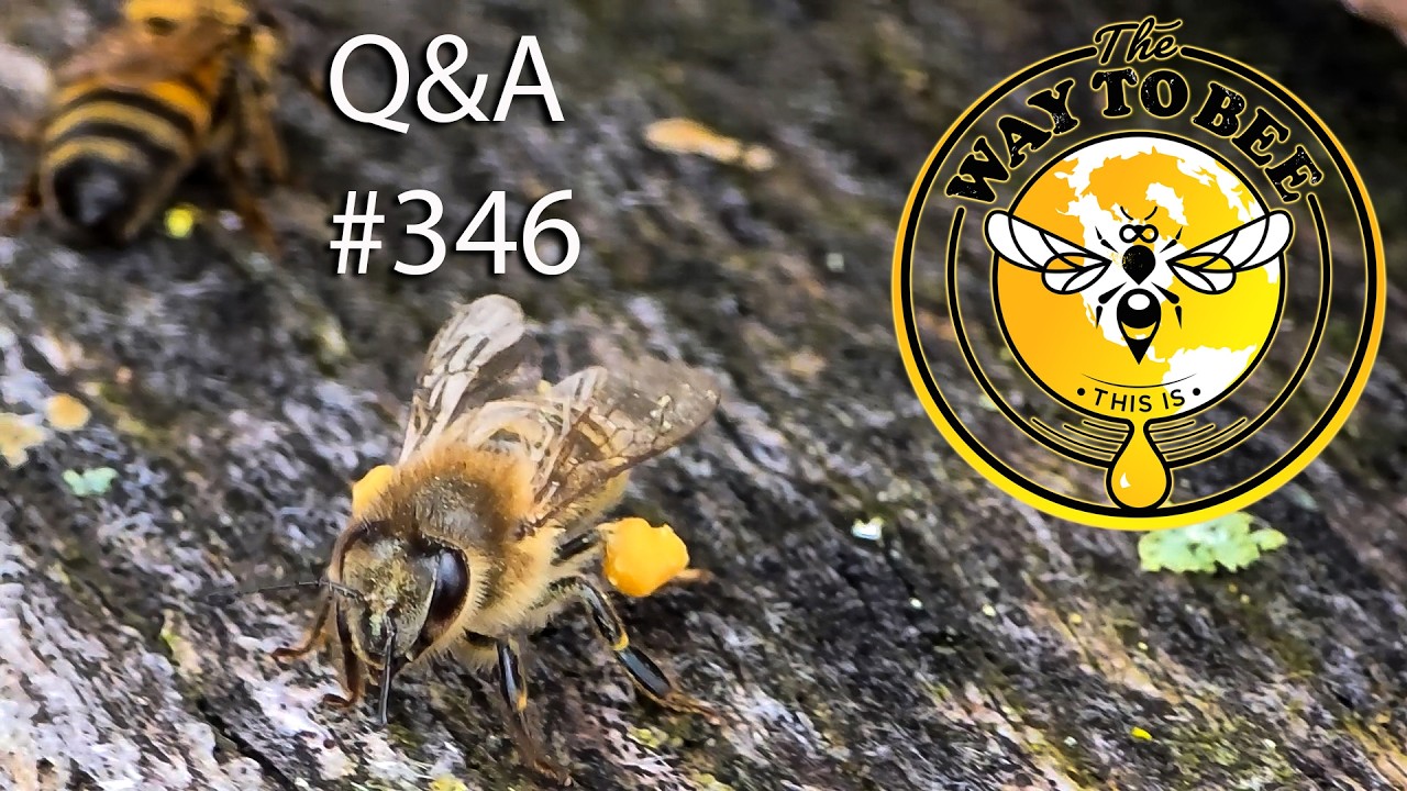 Backyard Beekeeping Q&A Episode #346 Critical steps during this warmup.