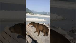 Diprotodon #DiprotodonOptatum #PrehistoricAnimals #ExtinctAnimals #IceAge #Megafauna