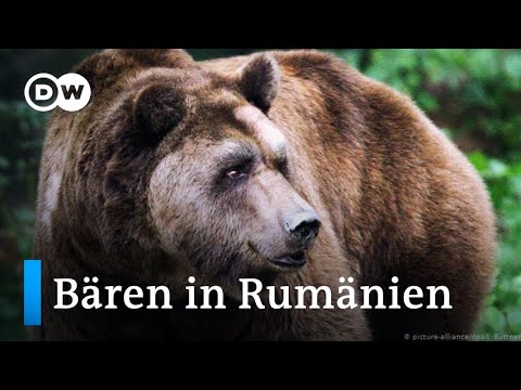 Alaskas Riesenbären | ARTE Family