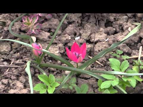 Video: Wollige Tulpe