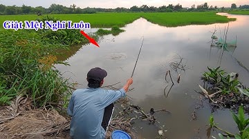 Câu Cá Rô Đồng , Cái Ruộng Lúa Cá Rô Nhiều Kinh Khủng Thả Xuống Là Ăn Liền