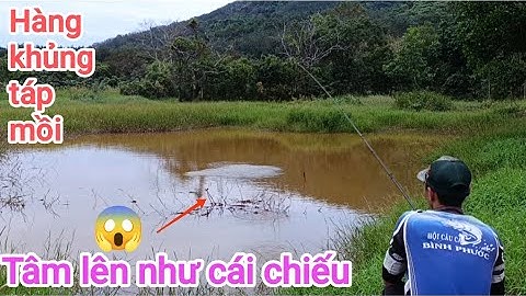 Câu cá lóc_Những đường nước mới lên hàng thật phê @Hữunghị tv