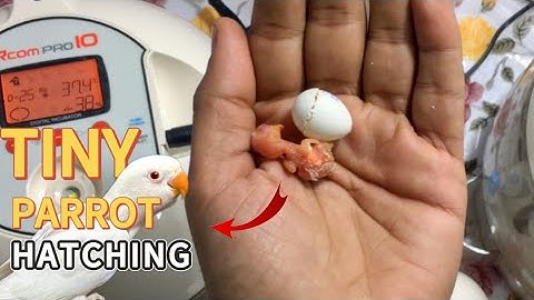LOVEBIRD GROWTH STAGES | First 30 Days of Babies Time lapse
