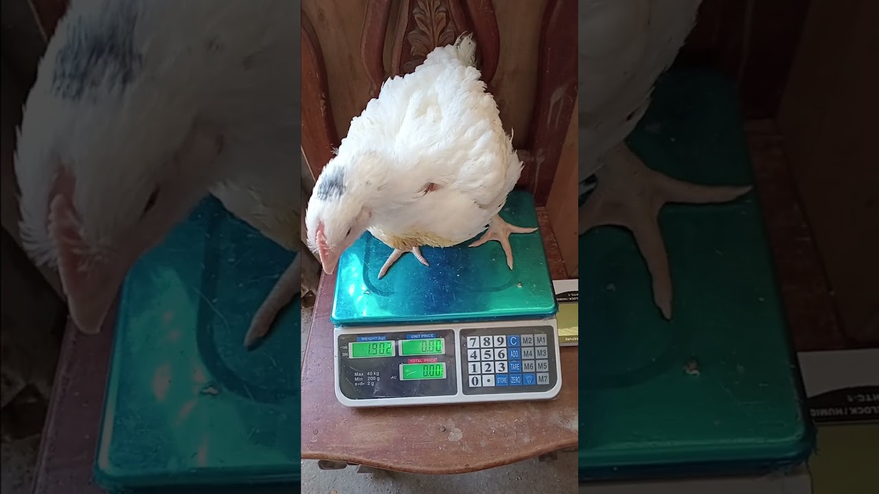 Day 36 harvest! 💪🐔 Average weight: 2kg  🙌#BroilerDay36 #GoodHarvest #FarmLifePH #SalamatLord