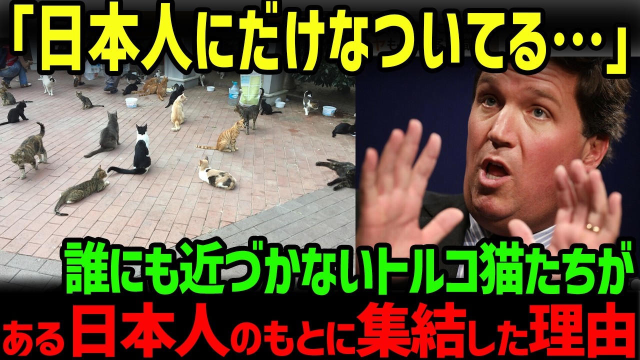【海外の反応】「日本人にだけ懐くトルコ猫たち」イスタンブールの猫たちの行動がTV特集され世界で話題に