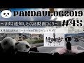 PANDA VLOG#45～アップロード通知(シャンデリア)～