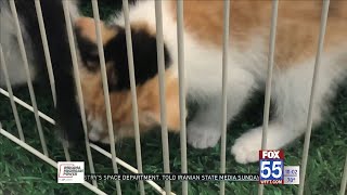 Humane Fort Wayne campaigns for more pet foster families amidst adoption shortage