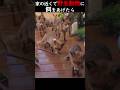 家の近くで野生動物に餌をあげたら