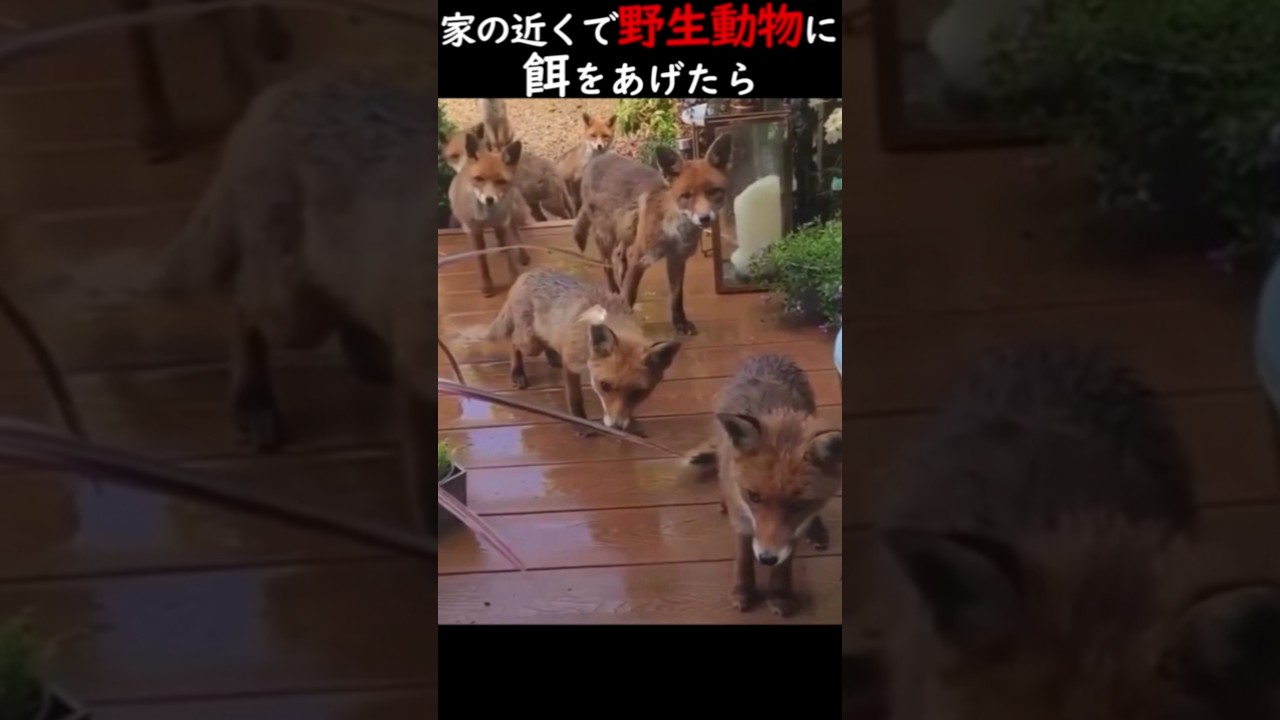 家の近くで野生動物に餌をあげたら