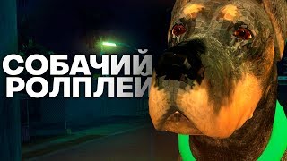 ИГРАЮ СОБАКОЙ В GTA SAMP | TRINITY RP ИГРАЮ СОБАКОЙ В GTA SAMP | TRINITY RP