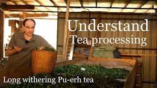 Advanced tea processing concepts