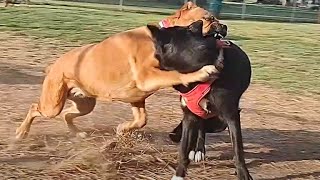 Cane Corso Plows Through Bear Dog At Dog Park