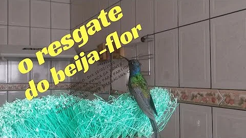 Como curar Beija-flor?