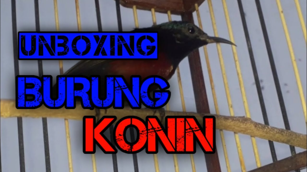 UNBOXING BURUNG KONIN kolibri ninja 