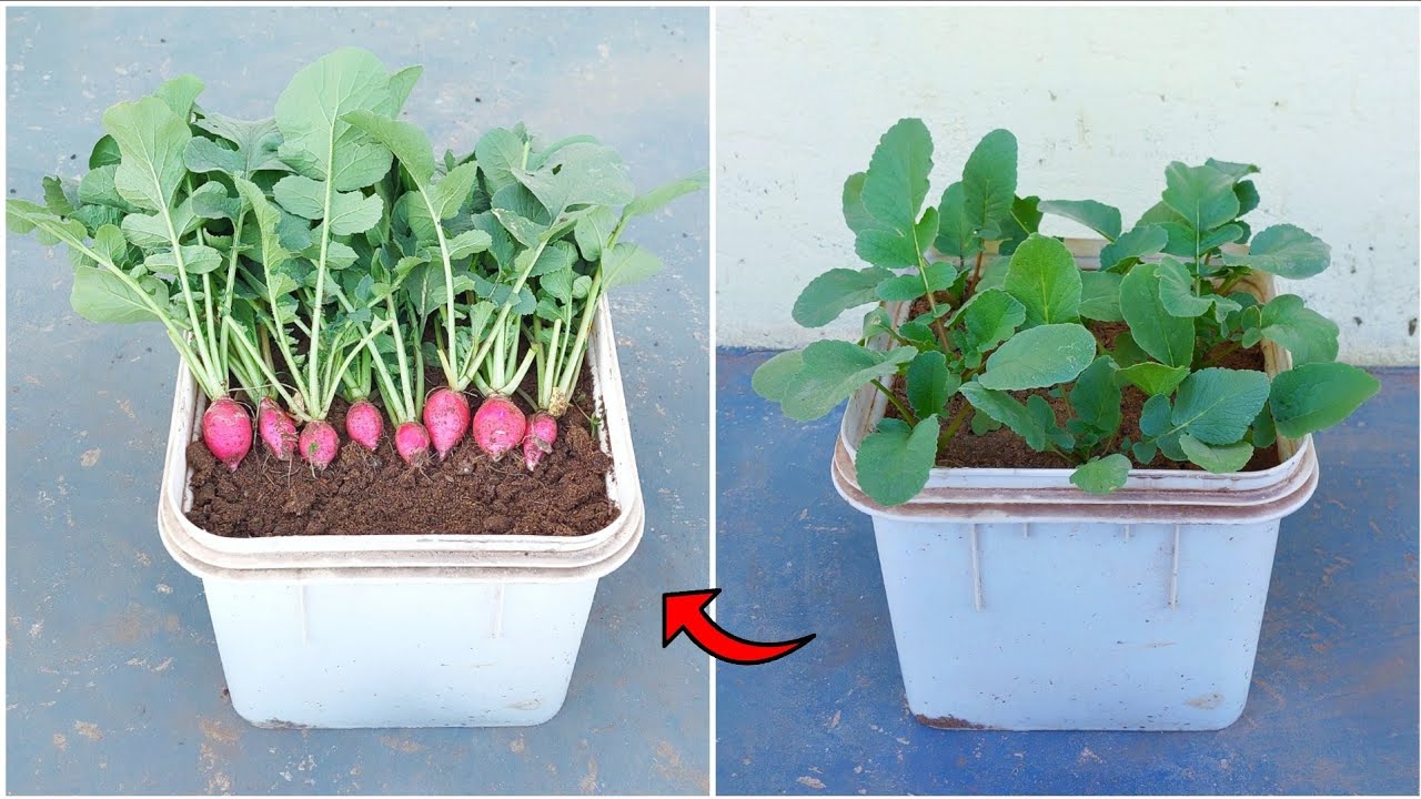 أفضل طريقة لزراعة الفجل الأحمر في المنزل بكل بساطة زراعة اورجانيك